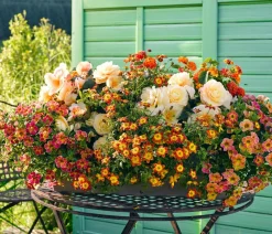 Dehner Sommerblumen - Goldmarie,
