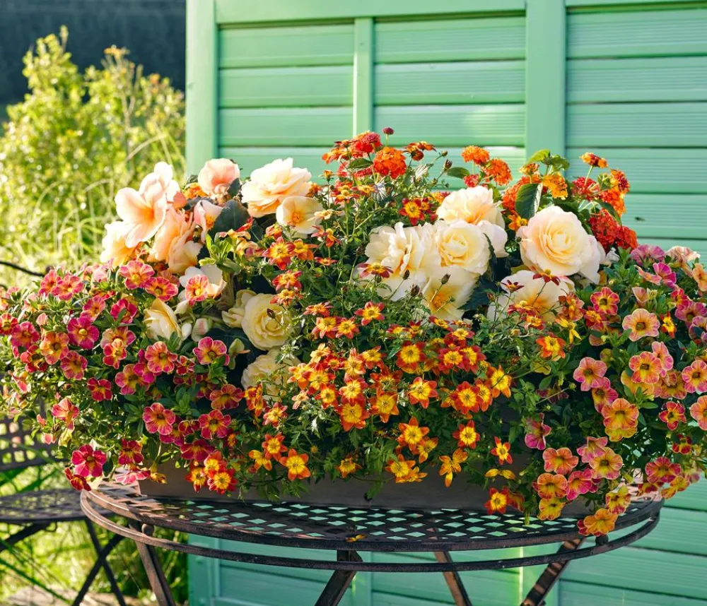 Dehner Sommerblumen - Goldmarie,