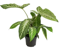 Dehner Goldnarbe - Xanthosoma lindenii 'Angel Wings' Sale