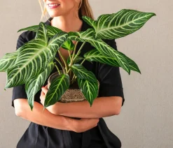 Dehner Goldnarbe - Xanthosoma lindenii 'Angel Wings' Sale