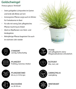 Dehner Grabschmuck & Grabgestaltung|Gräser - Goldschwingel 'Amigold' Lemon
