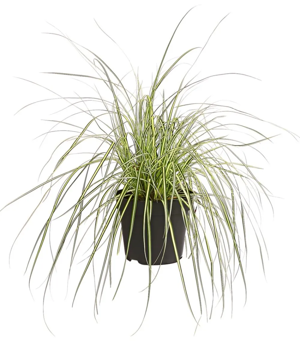 Dehner Gold-Segge 'Evergold' Outlet