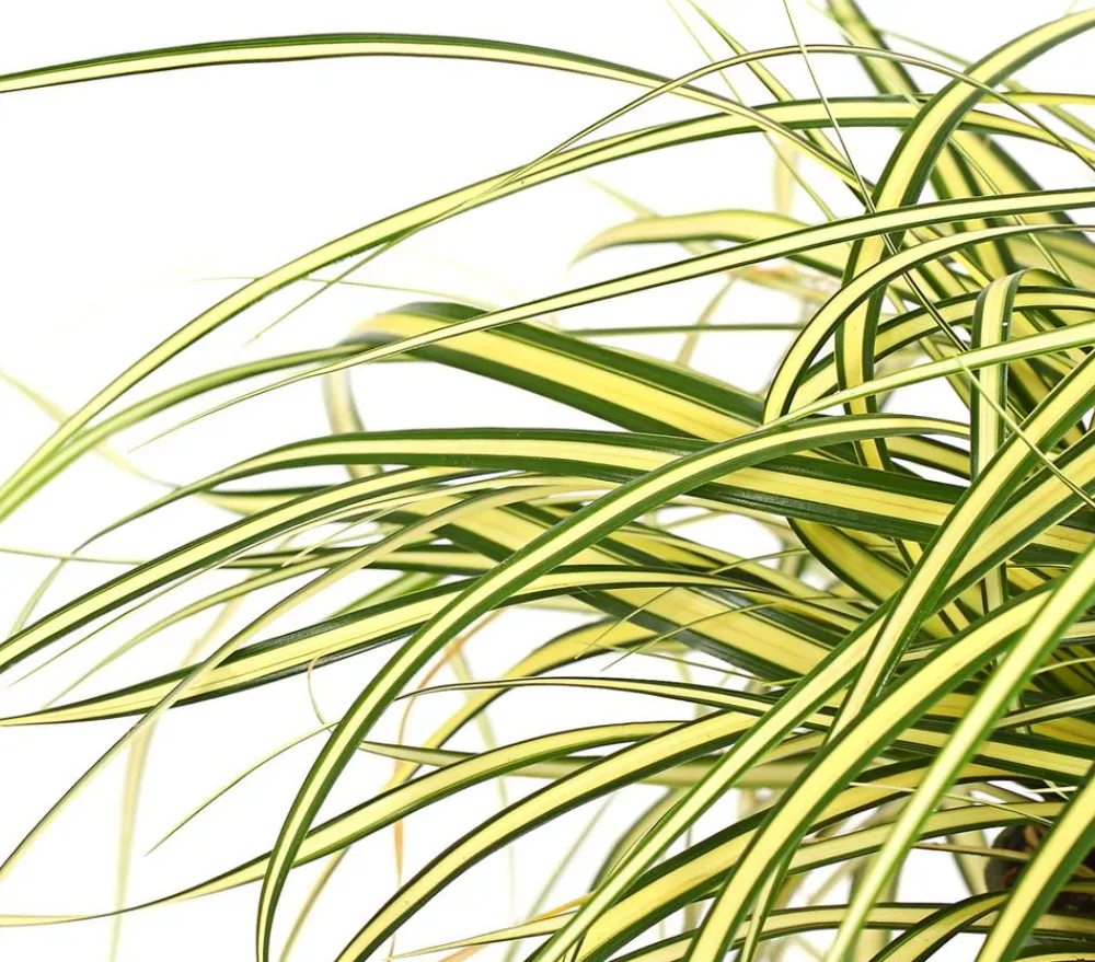 Dehner Gold-Segge 'Evergold' Outlet