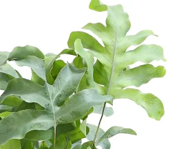 Dehner Goldtüpfelfarn - Phlebodium aureum 'Blue Star' New