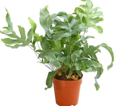 Dehner Grünpflanzen - Goldtüpfelfarn - Phlebodium aureum 'Blue Star'