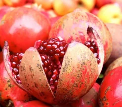 Dehner Nüsse & Besondere Obstbäume|Obstbäume > Granatapfel