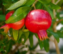 Dehner Nüsse & Besondere Obstbäume|Obstbäume > Granatapfel