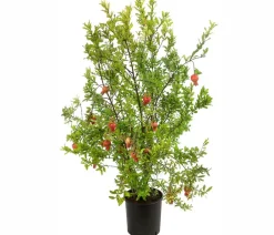 Dehner Granatapfel Rot Outlet