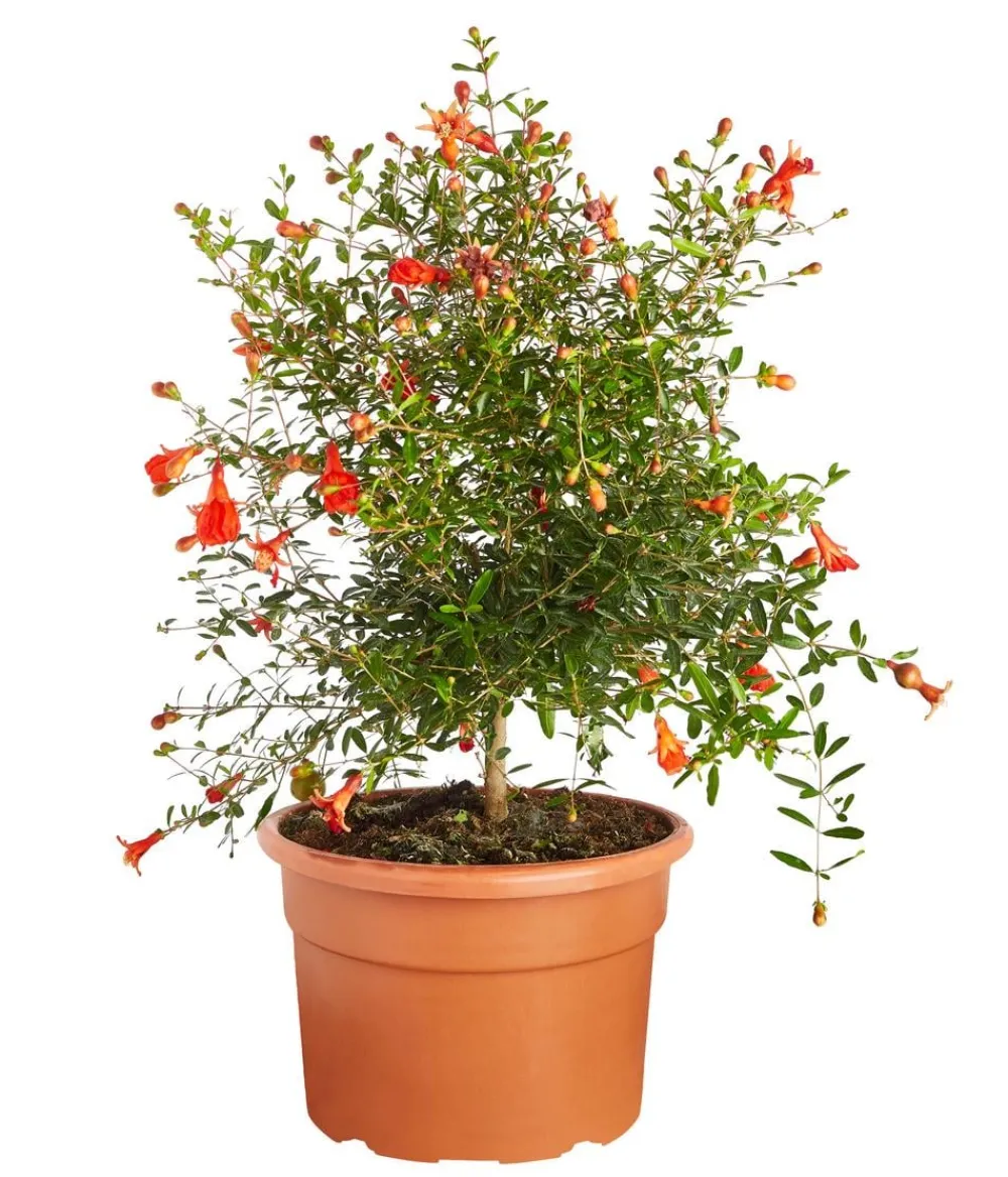 Dehner Nüsse & Besondere Obstbäume|Obstbäume - Granatapfel Rot