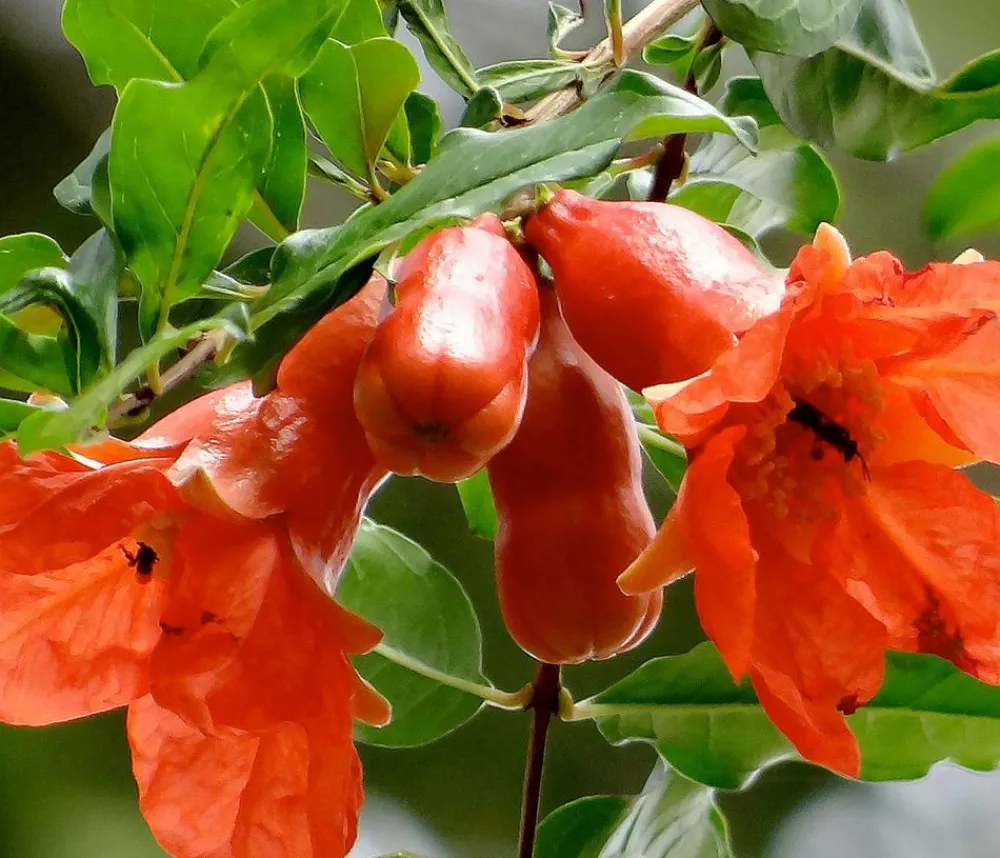Dehner Nüsse & Besondere Obstbäume|Obstbäume - Granatapfel Rot