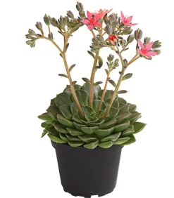 Dehner Kakteen|Sukkulenten - Graptopetalum - Graptopetalum tacitus Rosa