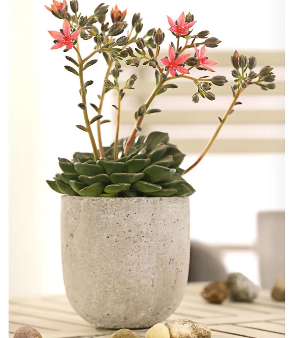 Dehner Kakteen|Sukkulenten - Graptopetalum - Graptopetalum tacitus Rosa