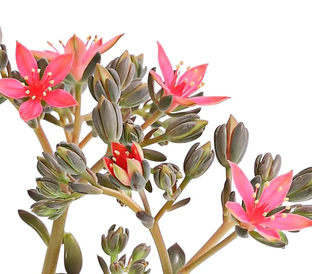Dehner Kakteen|Sukkulenten - Graptopetalum - Graptopetalum tacitus Rosa