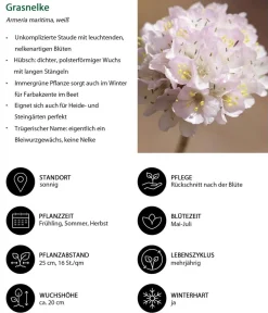 Dehner Steingartenstauden|Nelken > Grasnelke