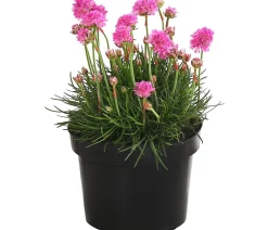 Dehner Steingartenstauden|Nelken - Grasnelke Pink