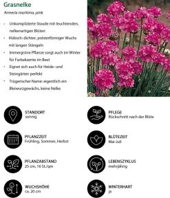 Dehner Steingartenstauden|Nelken - Grasnelke Pink