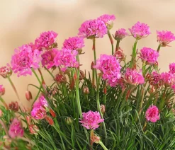 Dehner Steingartenstauden|Nelken - Grasnelke Pink
