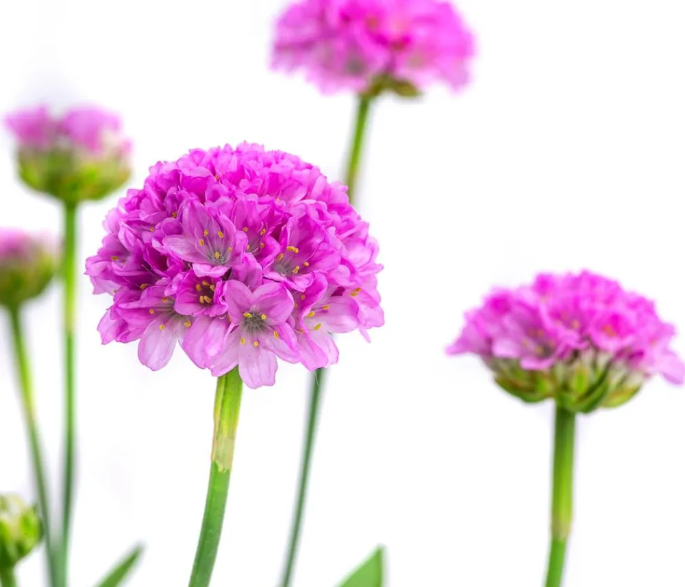 Dehner Steingartenstauden - Grasnelke 'Dreameria' Rosa