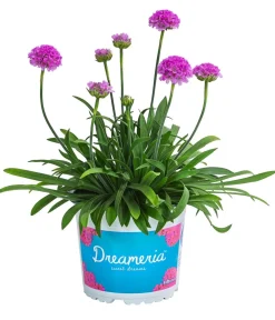 Dehner Steingartenstauden - Grasnelke 'Dreameria' Rosa