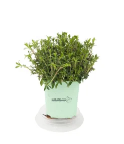 GREENBAR ® Garten- & Heilkräuter|Greenbar-Kräuter - GREENBAR® Bohnenkraut Grün