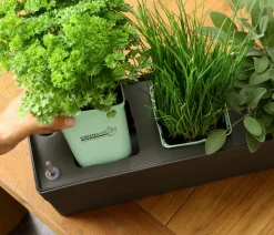 GREENBAR ® Garten- & Heilkräuter|Greenbar-Kräuter - GREENBAR® Bohnenkraut Grün