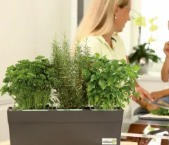 GREENBAR ® Garten- & Heilkräuter|Greenbar-Kräuter - GREENBAR® Bohnenkraut Grün