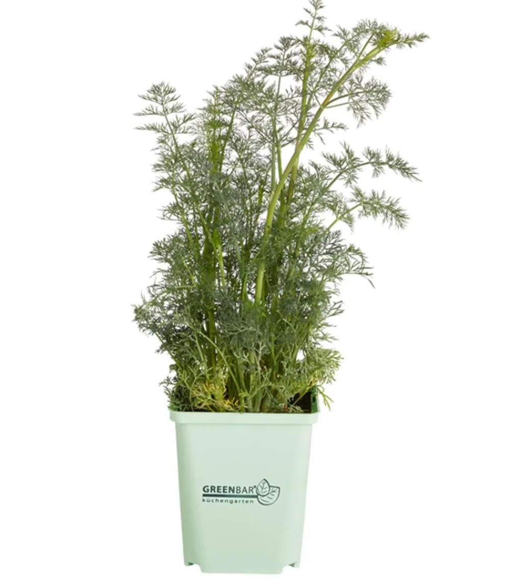 GREENBAR ® Garten- & Heilkräuter|Greenbar-Kräuter > GREENBAR® Dill