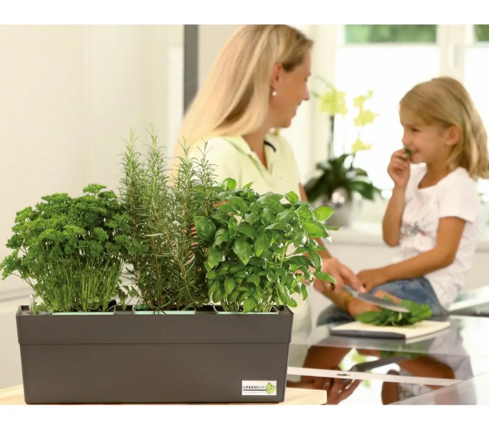 GREENBAR ® Erdbeerpflanzen - GREENBAR® Erdbeere 'Delizz' Rot