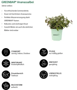 GREENBAR ® Garten- & Heilkräuter|Kräuter-Sets - GREENBAR® Exoten-Set, 6-teilig Grün
