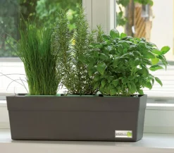 GREENBAR ® Kräuter-Sets|Greenbar-Kräuter > GREENBAR® Kräuterkasten, ca. B48/H15,5/T16 cm