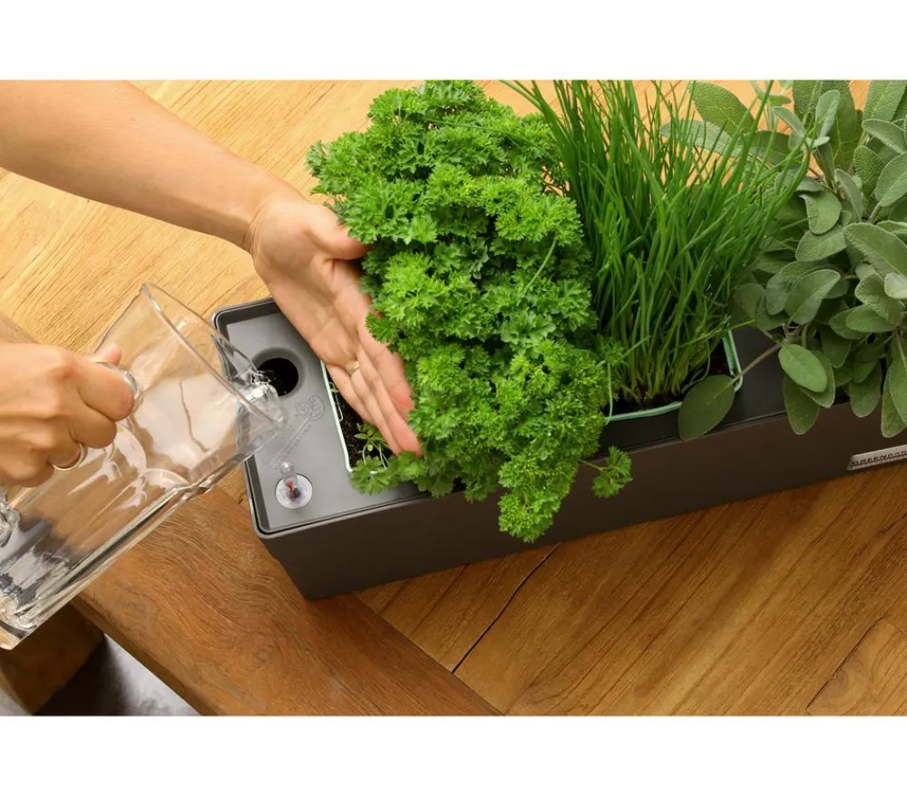 GREENBAR ® Kräuter-Sets|Greenbar-Kräuter > GREENBAR® Kräuterkasten, ca. B48/H15,5/T16 cm