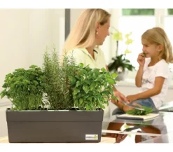 GREENBAR ® GREENBAR® Kräuterkasten, ca. B48/H15,5/T16 cm Dunkelrot Outlet