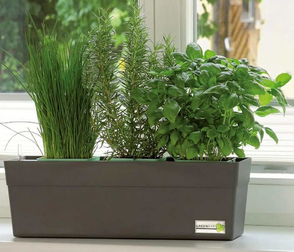 GREENBAR ® Garten- & Heilkräuter|Kräuter-Sets > GREENBAR® Kräuter-Set Französische Küche, 6-teilig