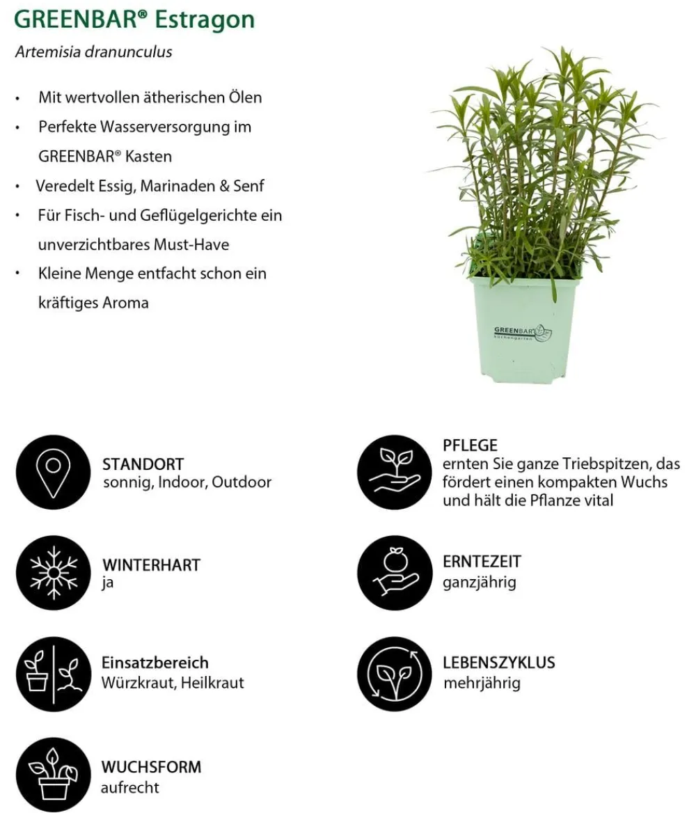 GREENBAR ® Garten- & Heilkräuter|Kräuter-Sets > GREENBAR® Kräuter-Set Französische Küche, 6-teilig