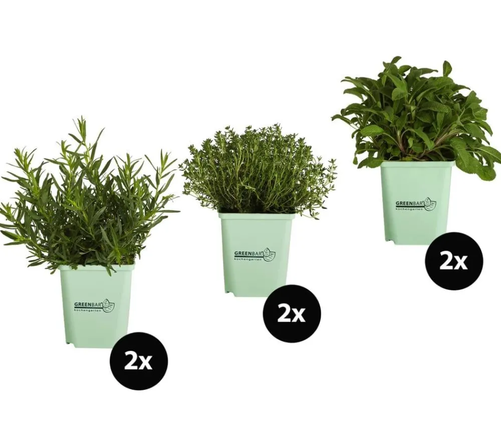 GREENBAR ® Garten- & Heilkräuter|Kräuter-Sets > GREENBAR® Kräuter-Set Französische Küche, 6-teilig