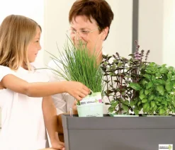 GREENBAR ® Garten- & Heilkräuter|Kräuter-Sets > GREENBAR® Kräuter-Set Französische Küche, 6-teilig