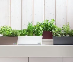 GREENBAR ® Garten- & Heilkräuter|Kräuter-Sets - GREENBAR® Kräuter-Set Vielfalt, 9-teilig Grün
