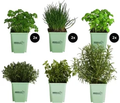 GREENBAR ® Garten- & Heilkräuter|Kräuter-Sets - GREENBAR® Kräuter-Set Vielfalt, 9-teilig Grün