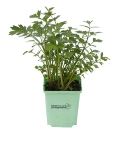 GREENBAR ® Garten- & Heilkräuter|Greenbar-Kräuter > GREENBAR® Liebstock