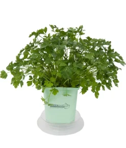 GREENBAR ® Greenbar-Kräuter|Küchenkräuter - GREENBAR® Petersilie, glatt Grün