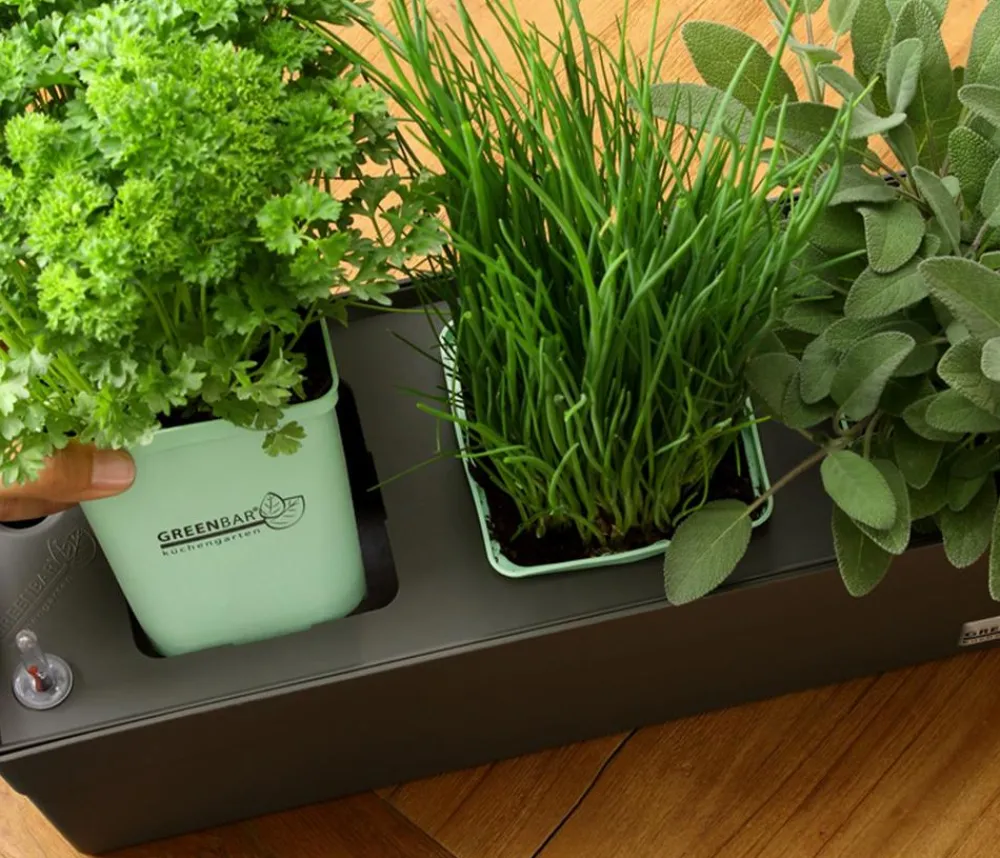 GREENBAR ® GREENBAR® Petersilie 'Mooskrause' Grün Online