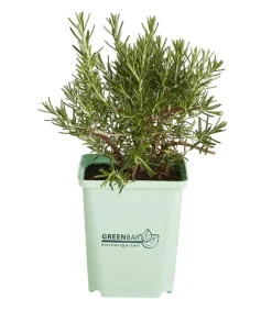 GREENBAR ® Garten- & Heilkräuter|Greenbar-Kräuter > GREENBAR® Rosmarin, hängend