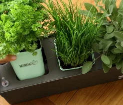GREENBAR ® GREENBAR® Rosmarin, stehend Grün Hot