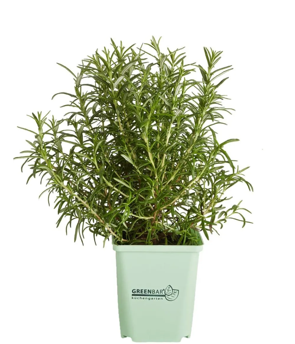 GREENBAR ® GREENBAR® Rosmarin, stehend Grün Hot