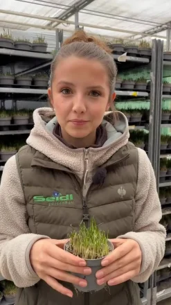 GREENBAR ® Garten- & Heilkräuter|Greenbar-Kräuter - GREENBAR® Schnittlauch Grün