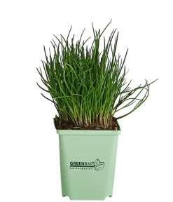 GREENBAR ® Garten- & Heilkräuter|Greenbar-Kräuter - GREENBAR® Schnittlauch Grün