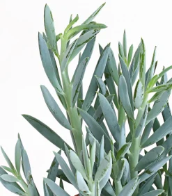 Dehner Greiskraut - Senecio talinoides 'Aquarine Mount Everest®' New