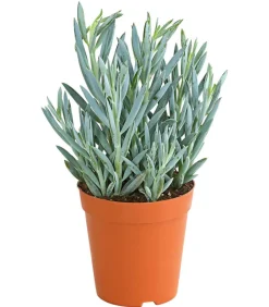 Dehner Greiskraut - Senecio talinoides 'Aquarine Mount Everest®' New
