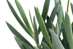 Dehner Sukkulenten - Greiskraut - Senecio talinoides 'Aquarine Mount Everest®'