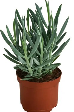 Dehner Sukkulenten - Greiskraut - Senecio talinoides 'Aquarine Mount Everest®'